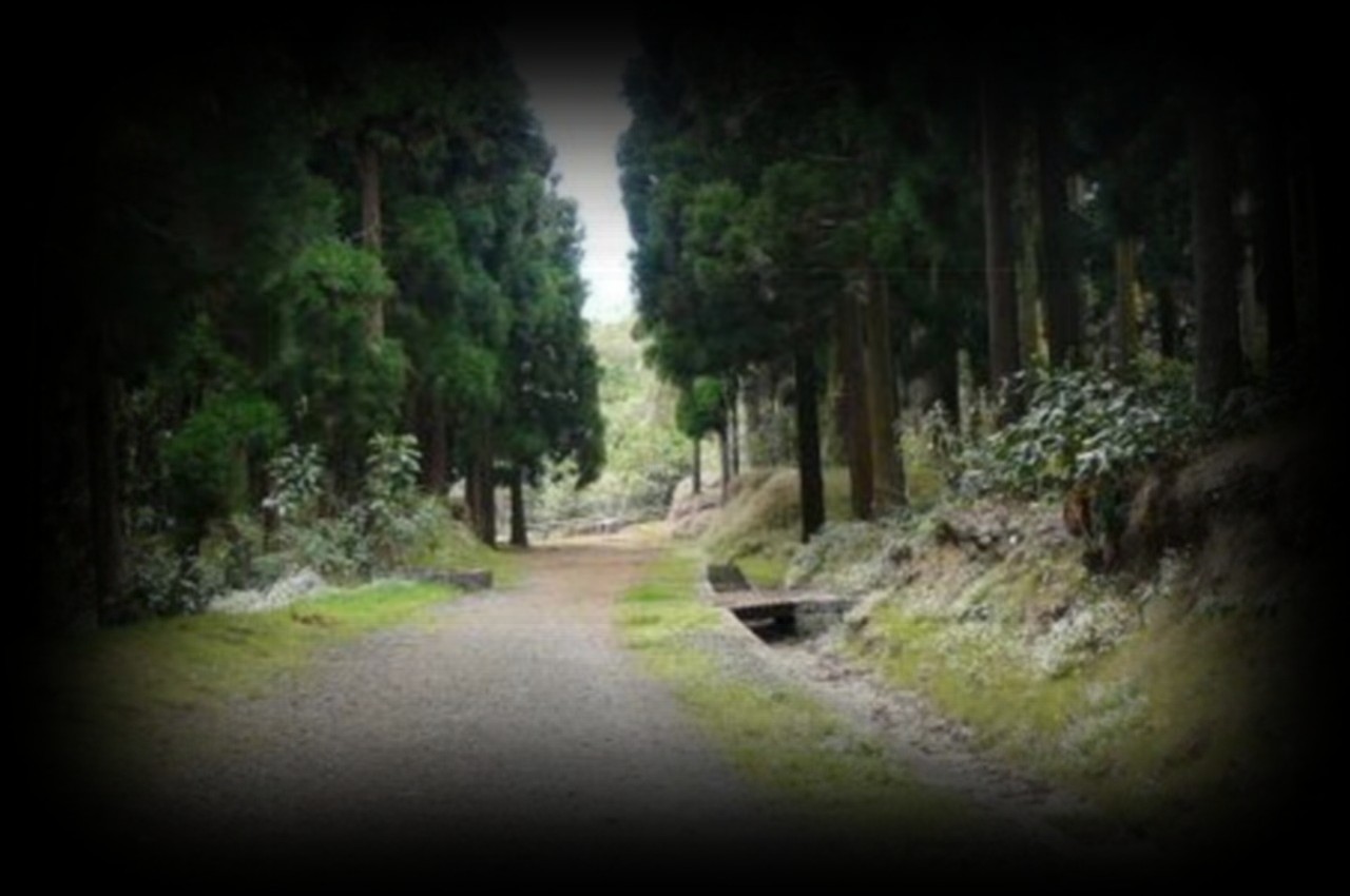 Cryptomeria-Alexis-Désire-1280x850