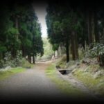 chemin-cryptomeria-1280x850