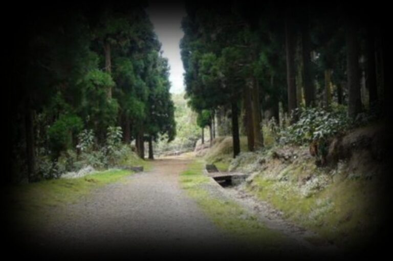 chemin-cryptomeria-1280x850