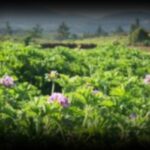 les-echange-des-jeune-planteur-1280x850