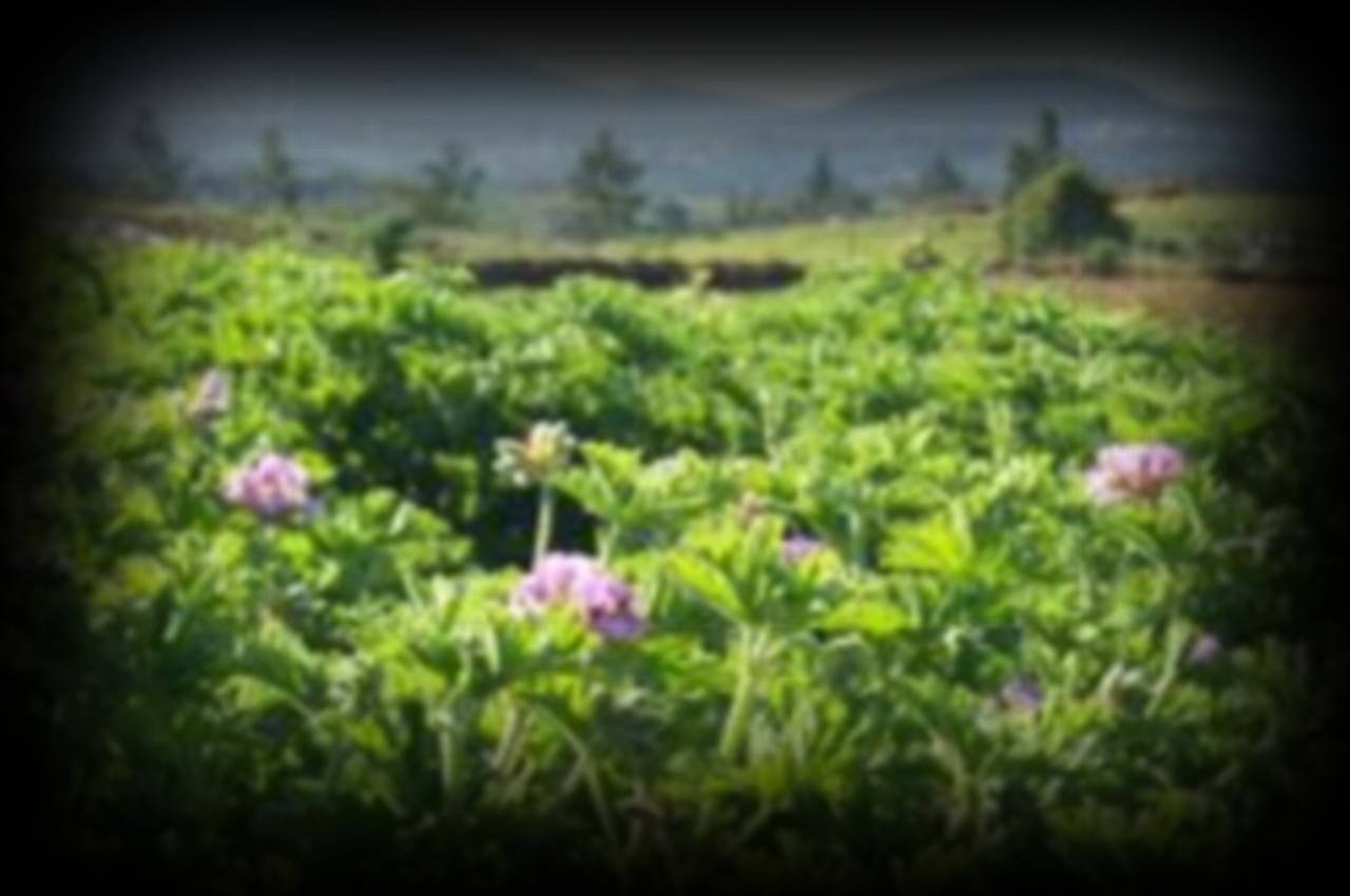 les-echange-des-jeune-planteur-1280x850