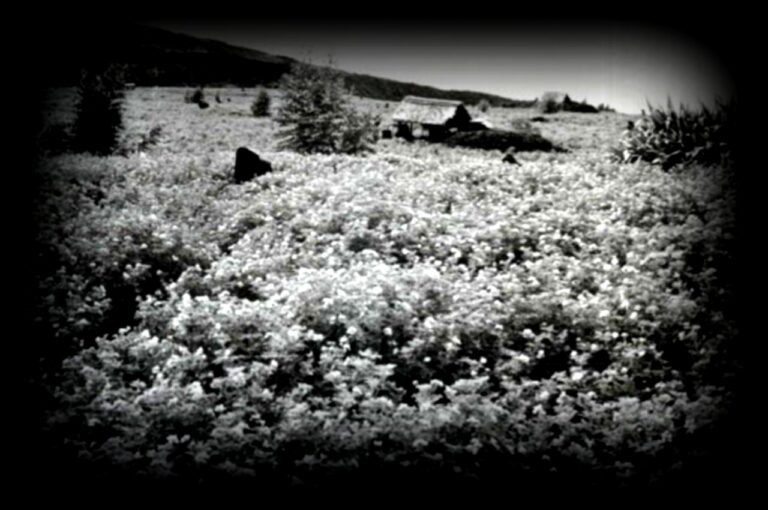 vestiges-alambic-damour-1280x850