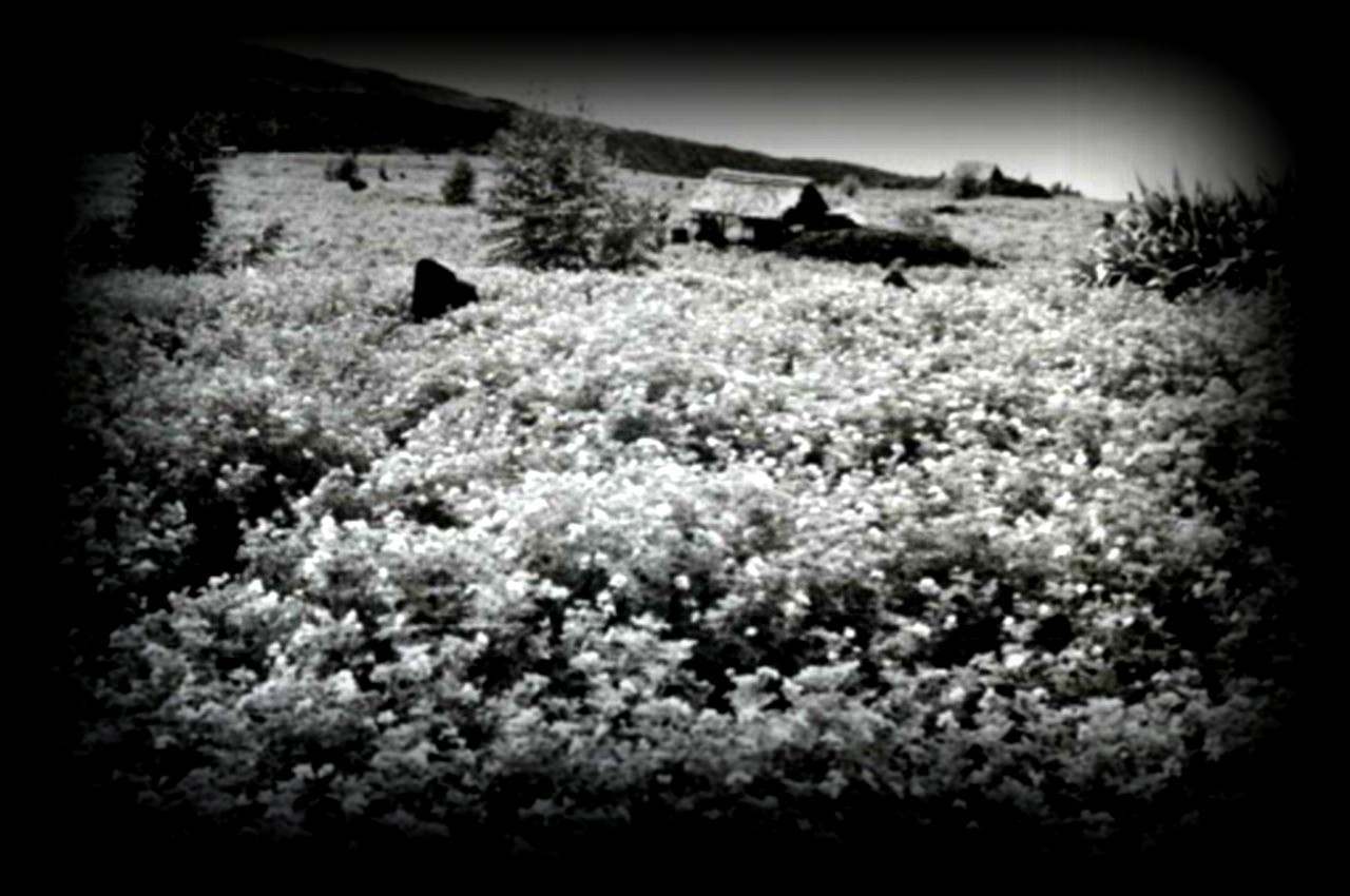 vestiges-alambic-damour-1280x850